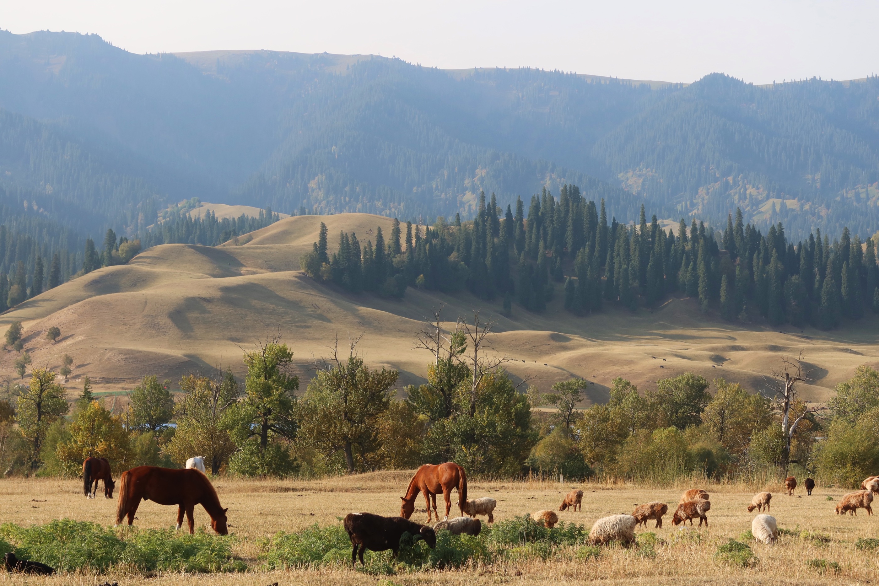 那拉提草原美如画